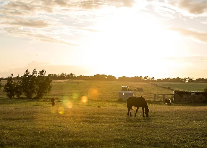 Schilfrohrsaenger 43 Fuhlendorf (Mecklenburg-Vorpommern)